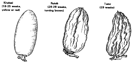 Formation and Ripening of the Dates 2
