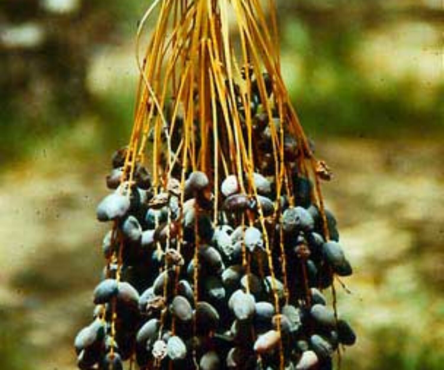 Three Major Stages of Maturity in which Dates are Consumed entab